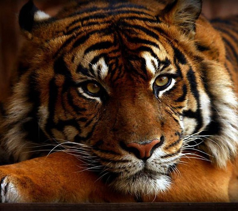 indian_tiger.jpg