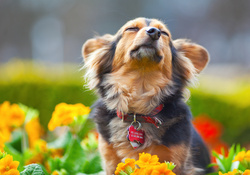 *** Dog and flowers ***