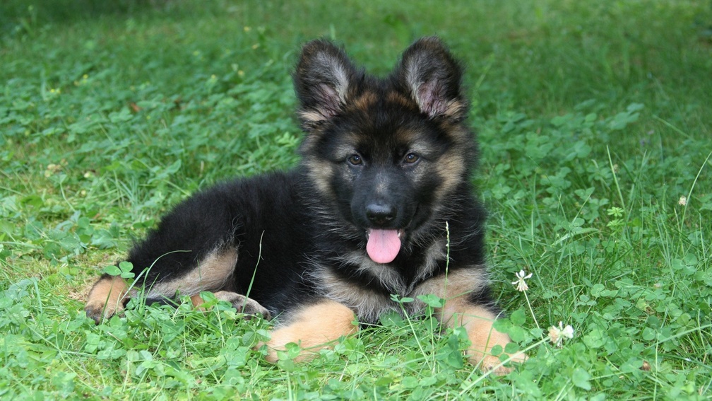 German Shepherd Pup
