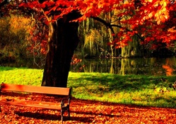 Bench under the tree