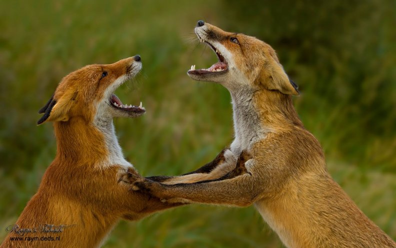 fighting_foxes.jpg