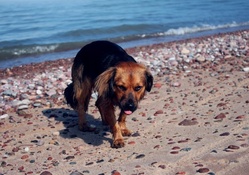 *** DOG ON THE BEACH ***