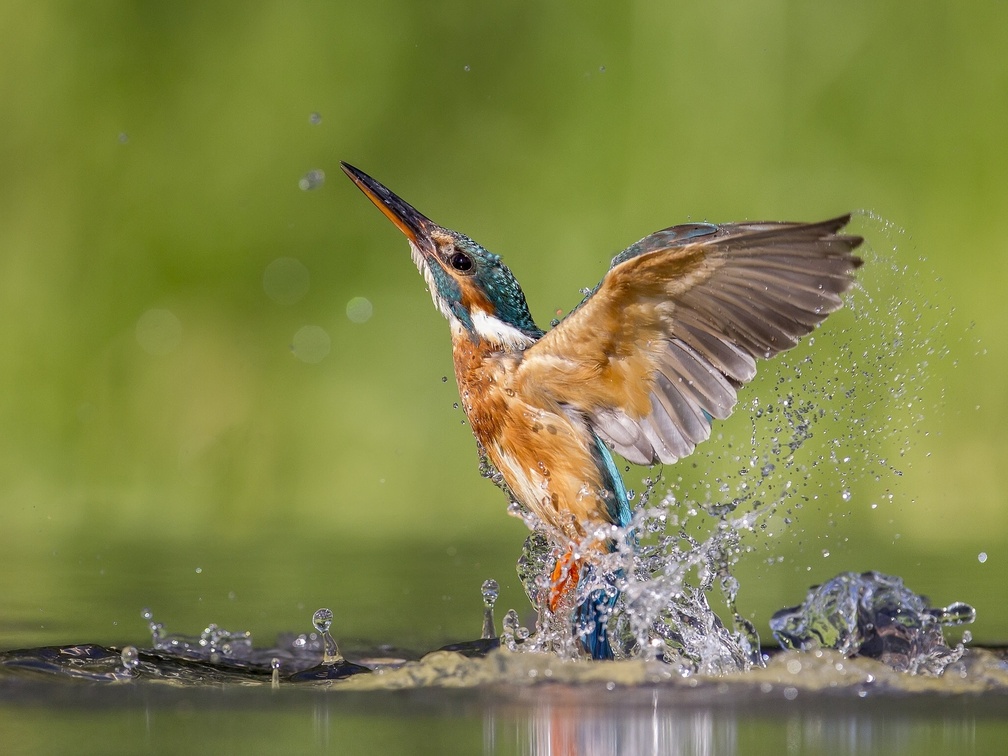 Stunning Kingfisher