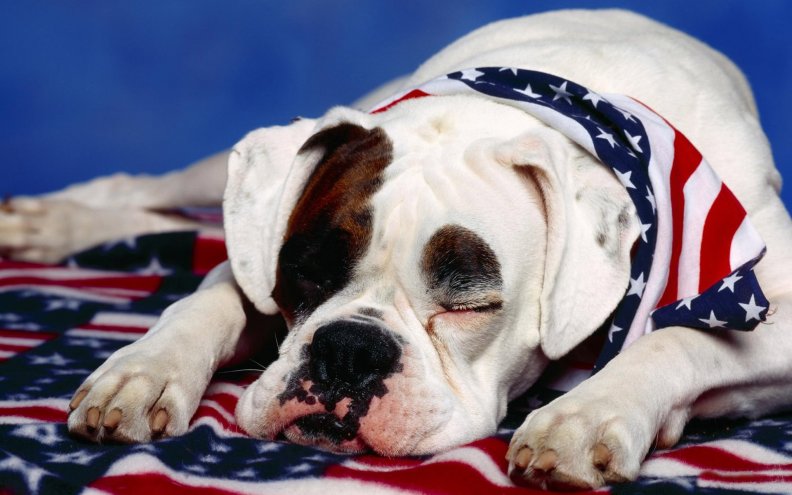 *** DOG AND AMERICAN FLAG ***