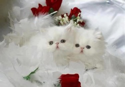 red roses and white fluffy kittens