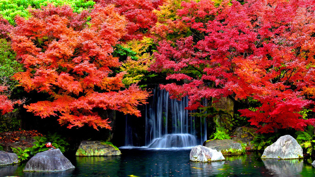 Colorful autumn trees