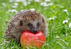 hedgehog with apple