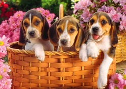 Puppies in basket