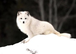 *** Polar fox ***