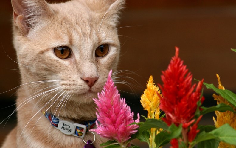 cat_with_flowers.jpg