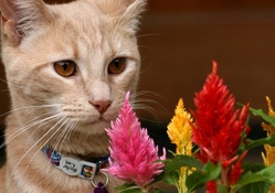 *** Cat with flowers ***