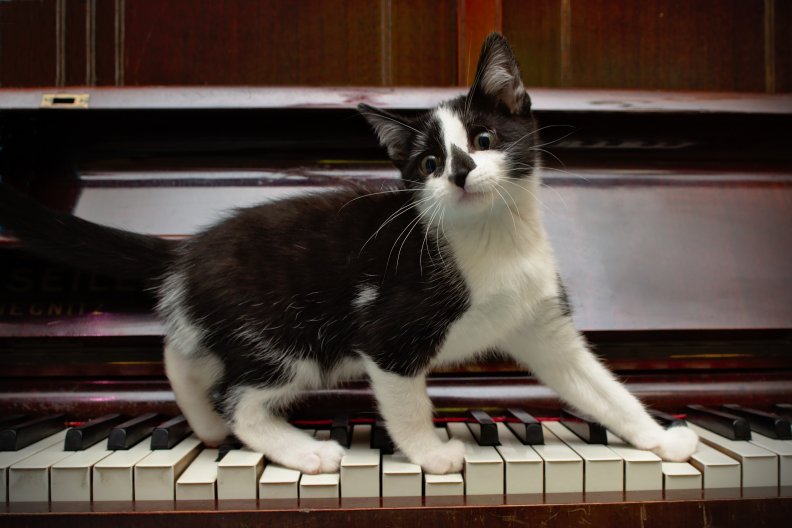 Cat and piano