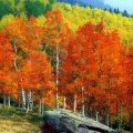 Fall Aspens, Owl Creek Pass, Colorado