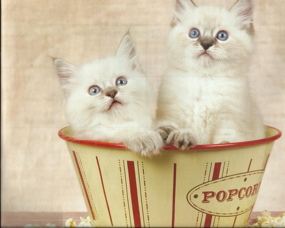 Kittens in a popcorn cupp