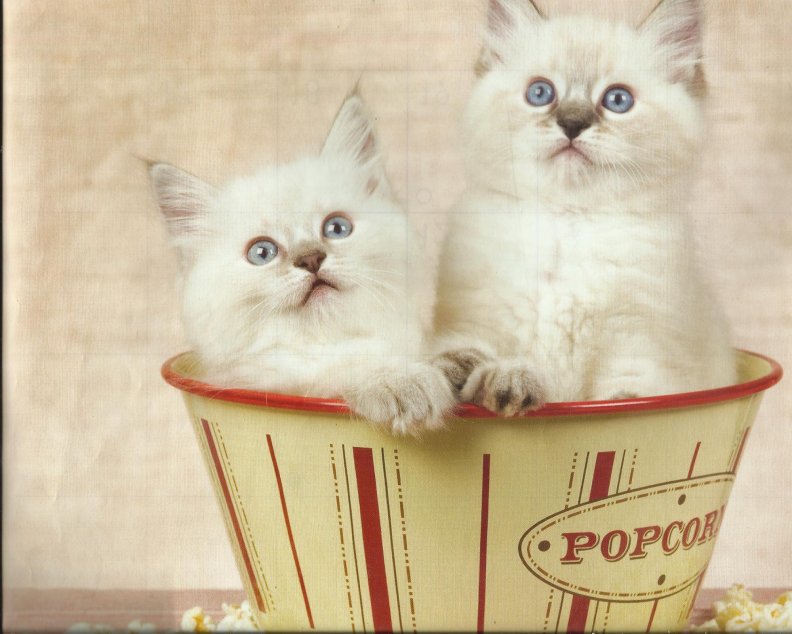 Kittens in a popcorn cupp