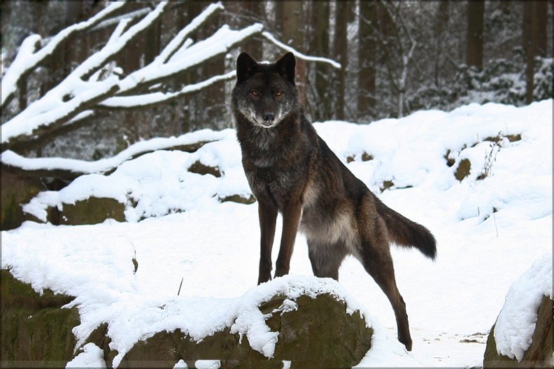 black timberwolf