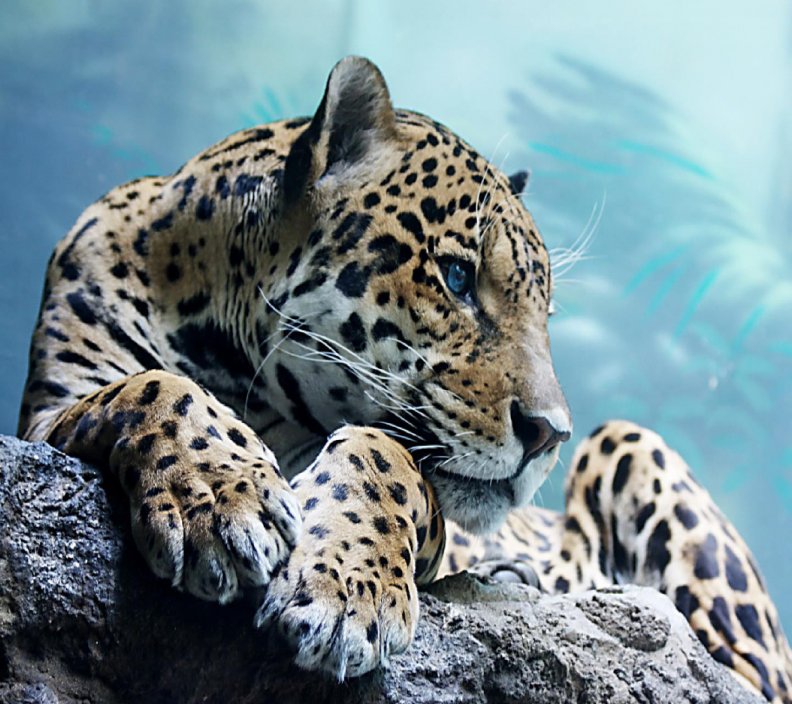 beautiful_leopard.jpg
