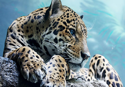 beautiful leopard