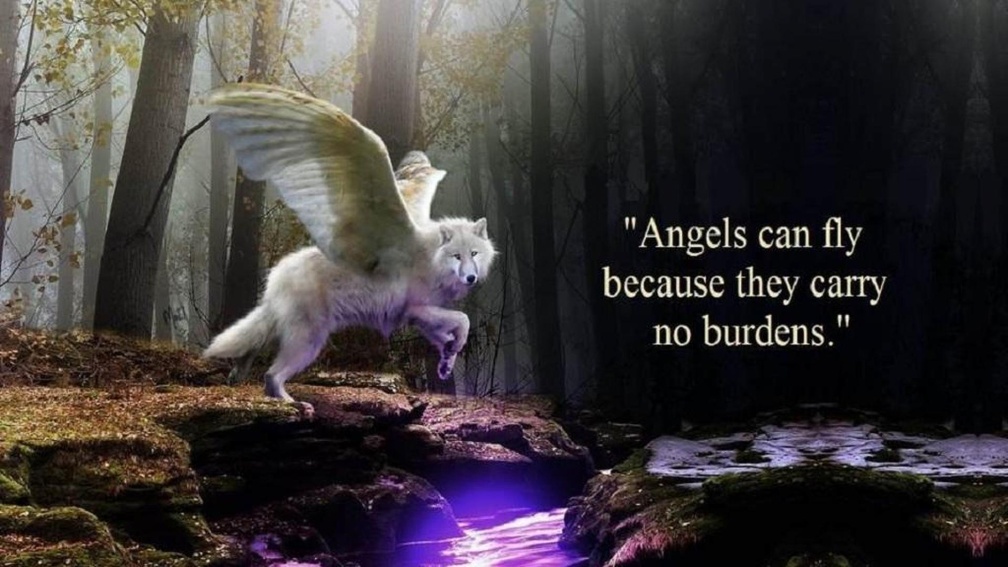 angels can fly