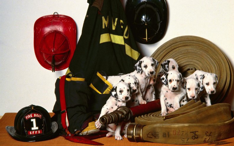 dalmatian_dog_family.jpg