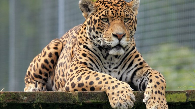 jaguar_king.jpg