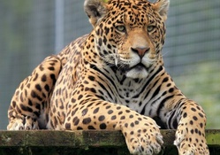 Jaguar king
