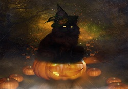 ~Halloween Black Cat~