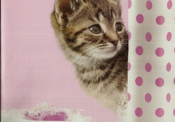 Kitten behind shower curtain