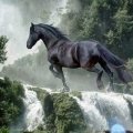 black horse & waterfall