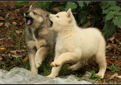 wolf dogs playing