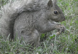 squirrel hungry