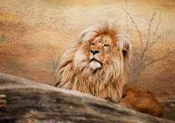 Lion!