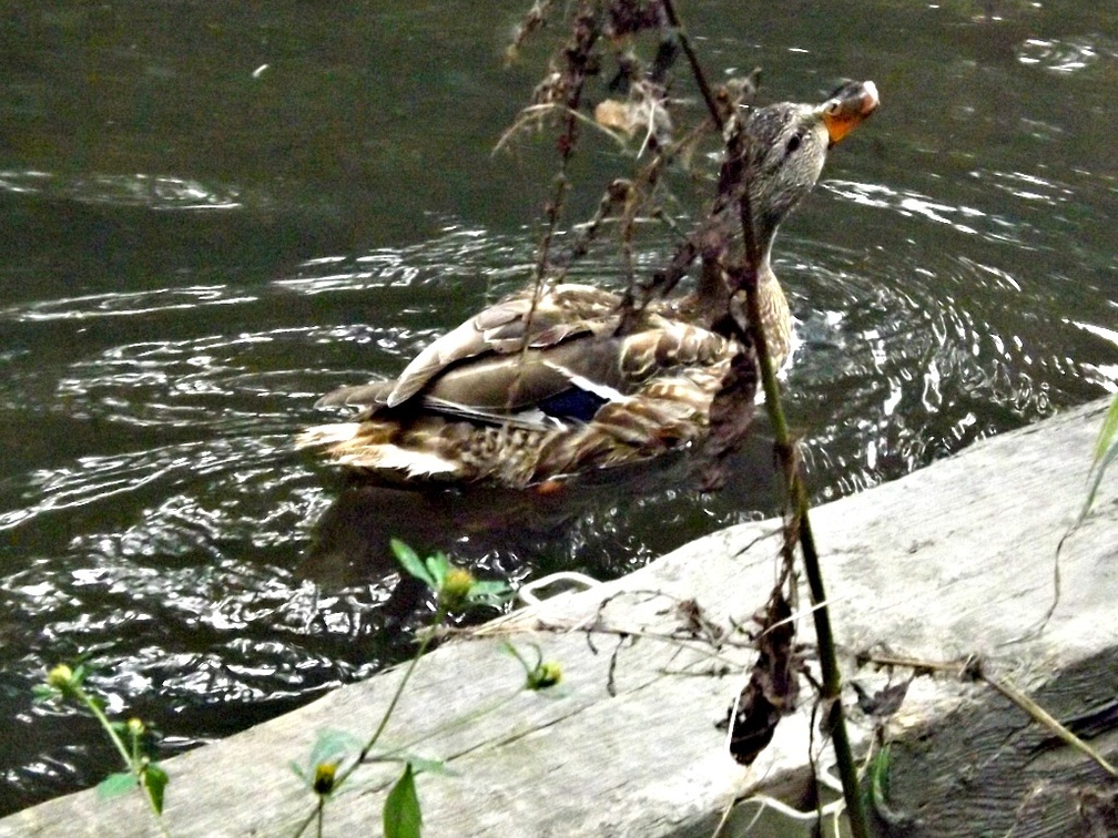 ducks at Mulligan's  pond