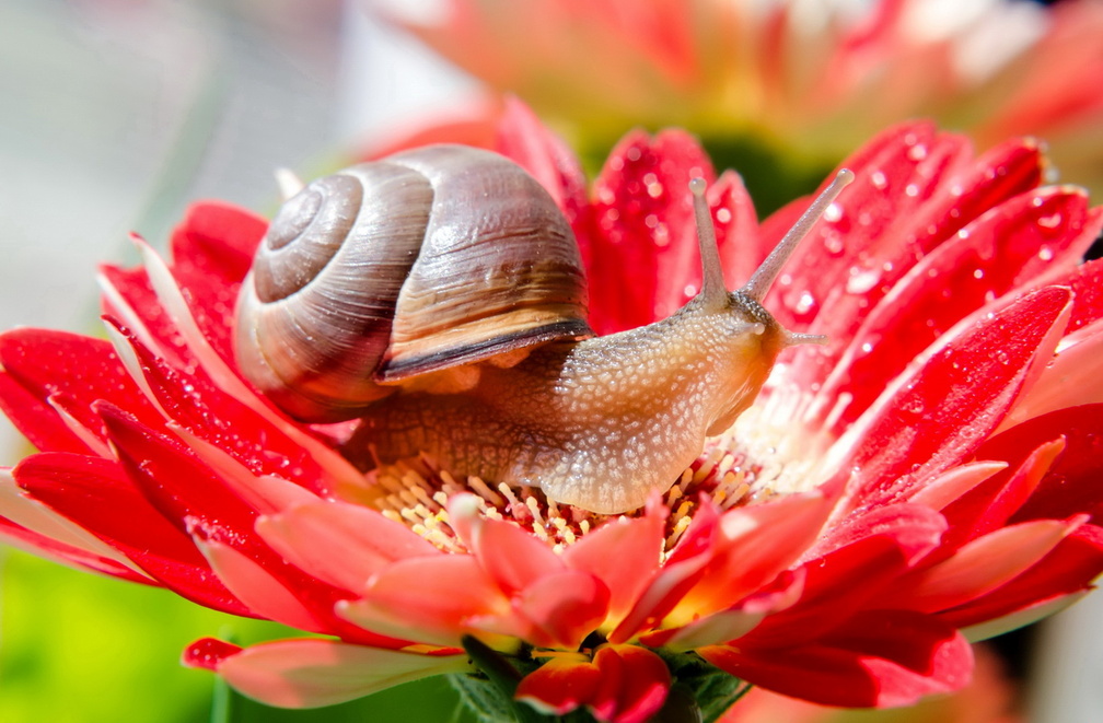 Snail on red flower