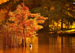 Ducks on Autumn Lake