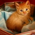Kitty in box