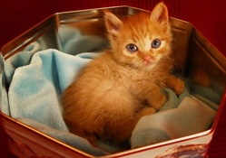 Kitty in box