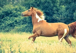 *** Horse ***