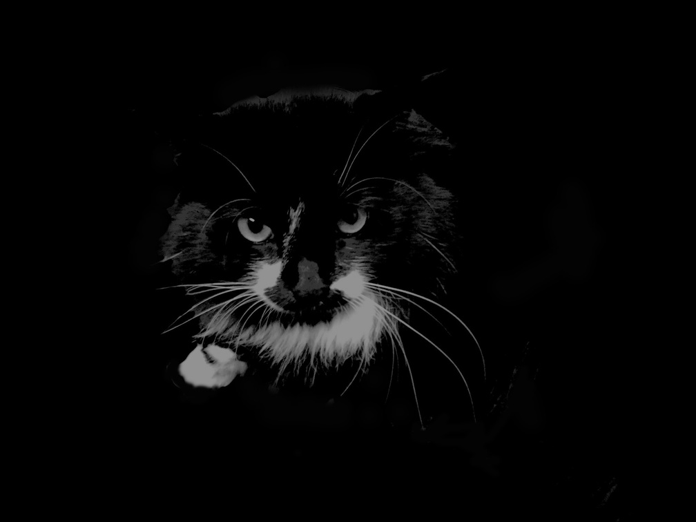 *** Black cat ***