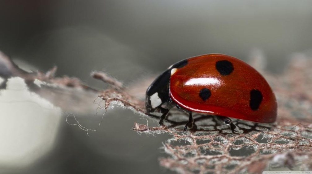 Red ladybug macro