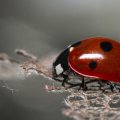 red_ladybug_macro.jpg