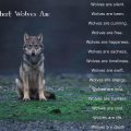 What Wolves are