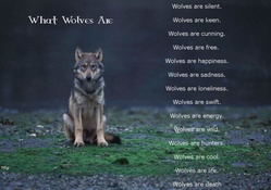 What Wolves are