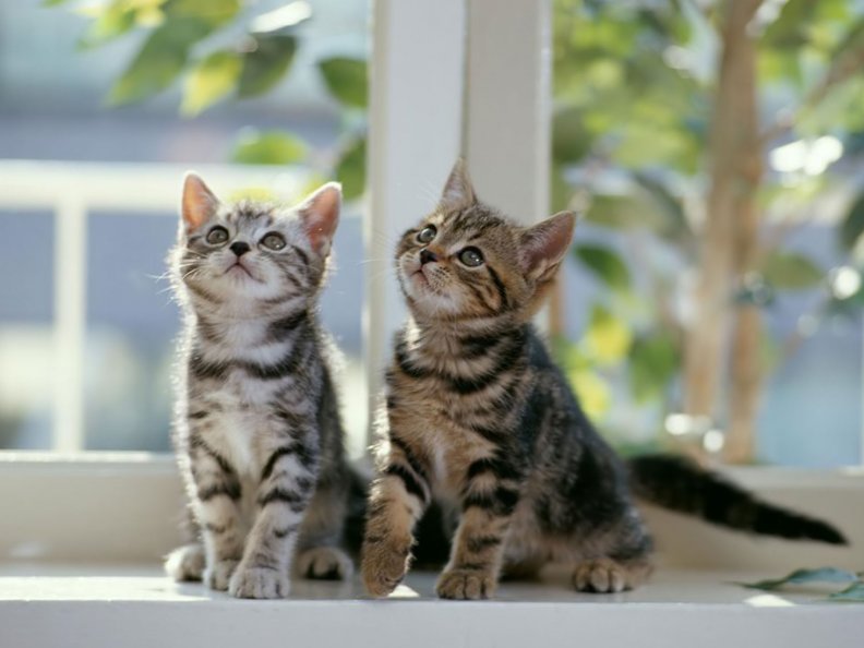 lovely_kittens.jpg