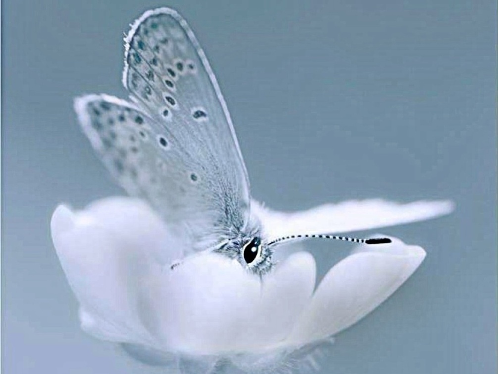 tender butterfly