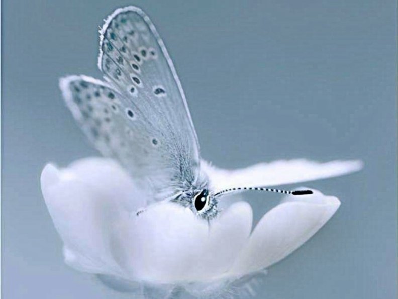tender_butterfly.jpg