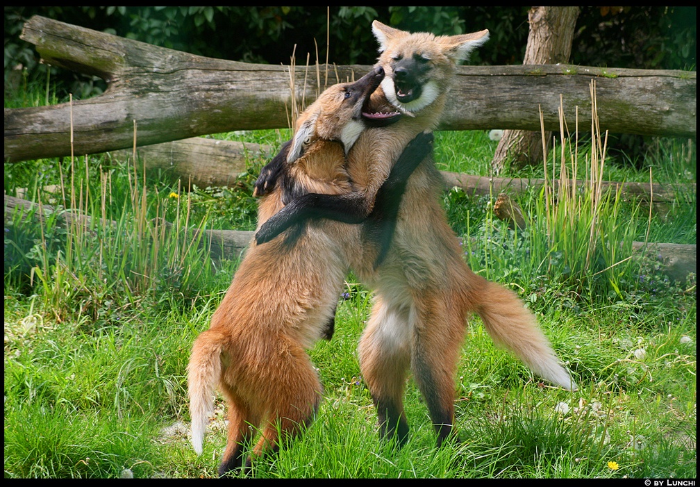 playing maned wolves