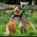 playing maned wolves