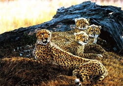 Family Cheetah