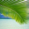 Palm Tree [Beach]